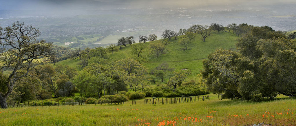 Green rolling hills and trees