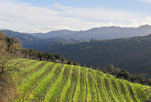Rolling vineyards of California