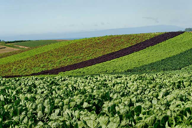 Agricultural Field